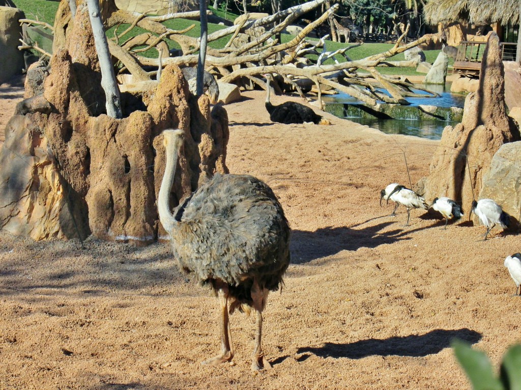 Foto: Bioparc - València (Comunidad Valenciana), España