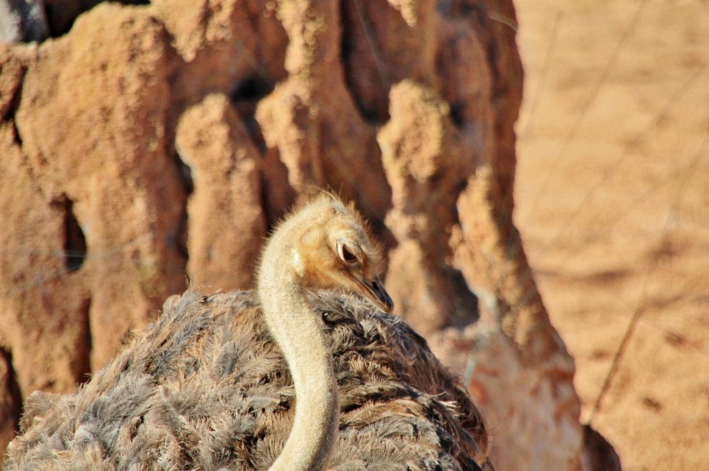 Foto: Bioparc - València (Comunidad Valenciana), España