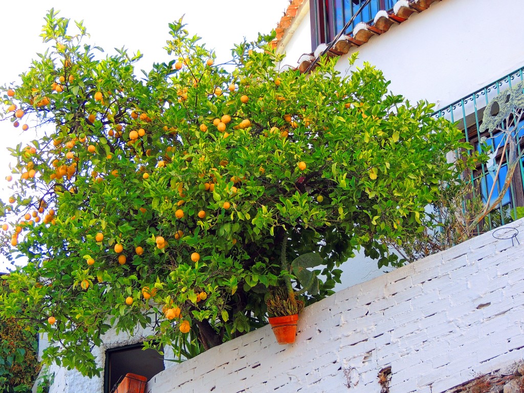 Foto de Cómpeta (Málaga), España