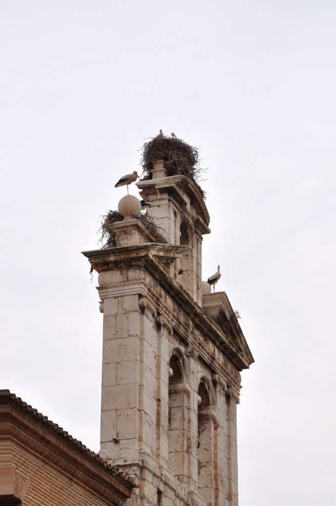 Foto: Las cigueñas en lo alto - Alcala de Henares (Madrid), España