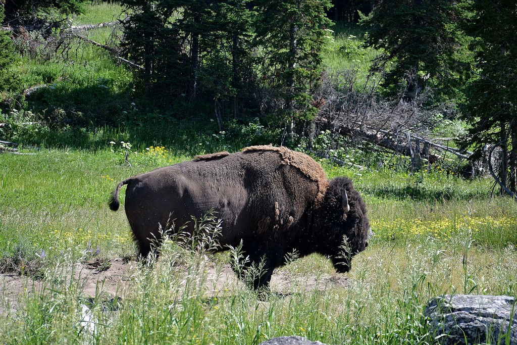 Foto: Bisontes - Yellowstone NP (Wyoming), Estados Unidos