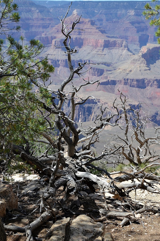 Foto: Grand Canyon Village - Grand Canyon NP (Arizona), Estados Unidos