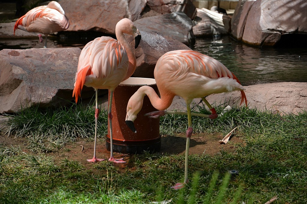 Foto: Flamingo Las Vegas - Las Vegas (Nevada), Estados Unidos