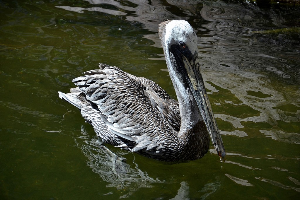 Foto: Flamingo Las Vegas - Las Vegas (Nevada), Estados Unidos