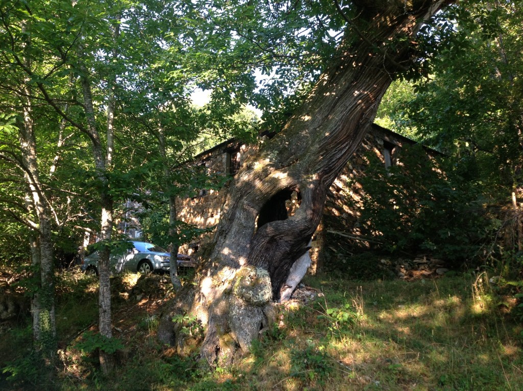 Foto de Os Ancares, Robledo (A Coruña), España