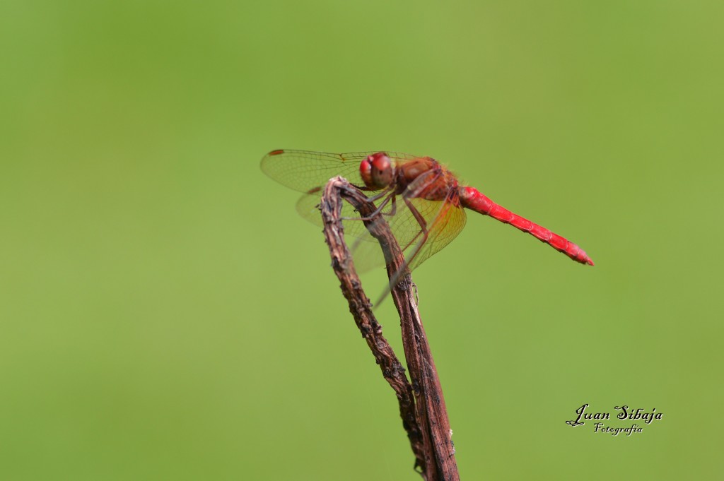 Foto de Alajuela, Costa Rica