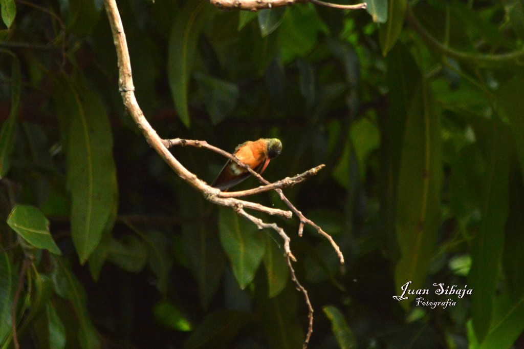 Foto de Alajuela, Costa Rica