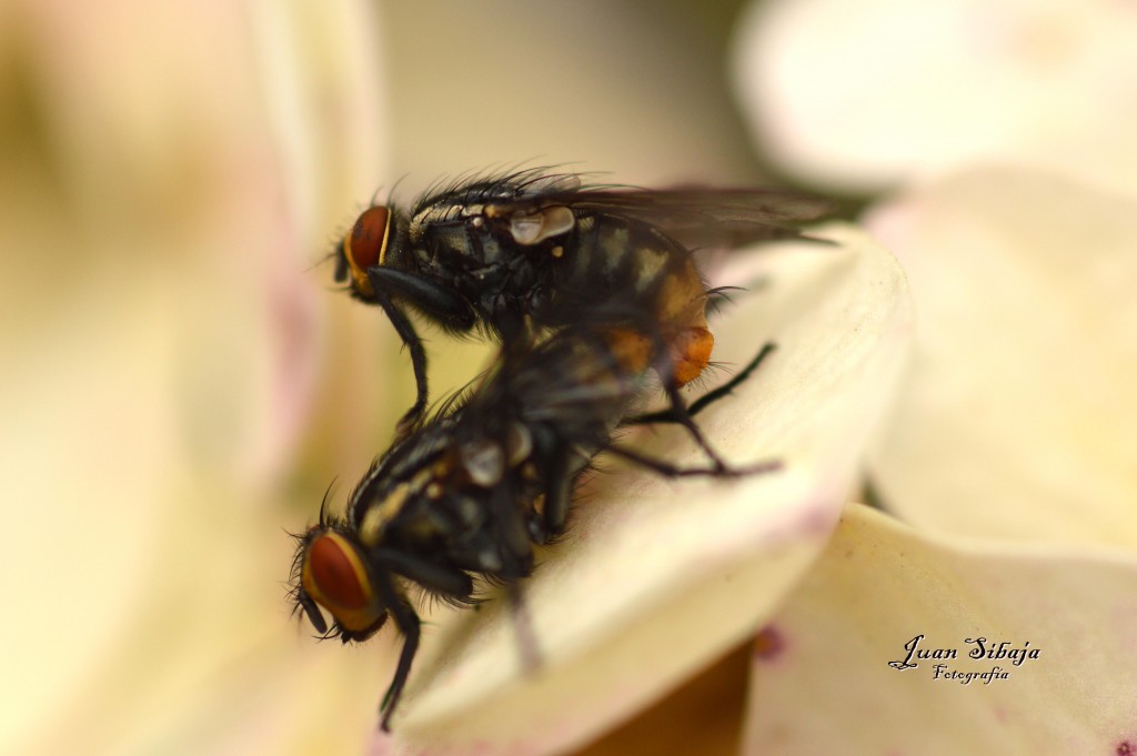 Foto de Alajuela, Costa Rica