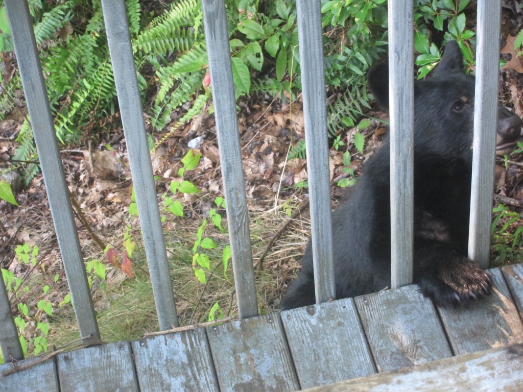 Foto de Gatlinburg (Tennessee), Estados Unidos