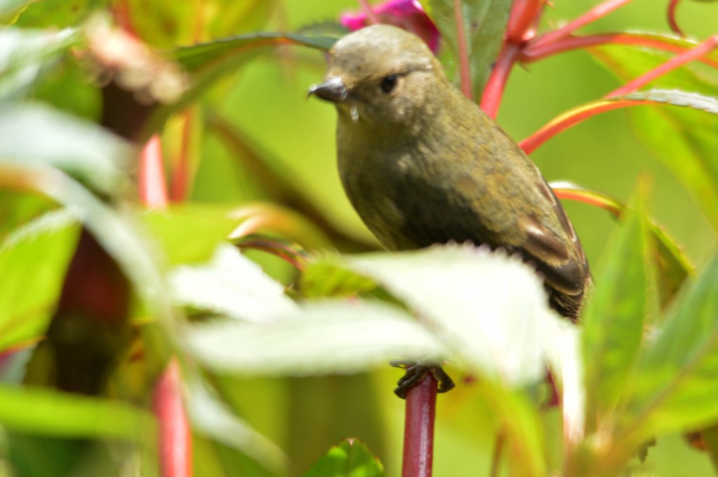 Foto de Alajuela, Costa Rica