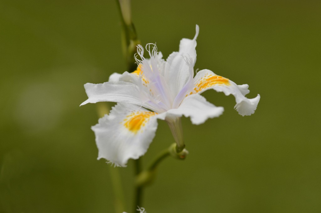 Foto de Alajuela, Costa Rica