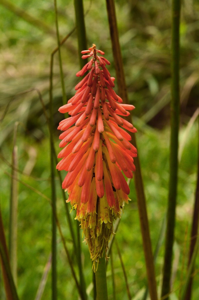 Foto de Alajuela, Costa Rica