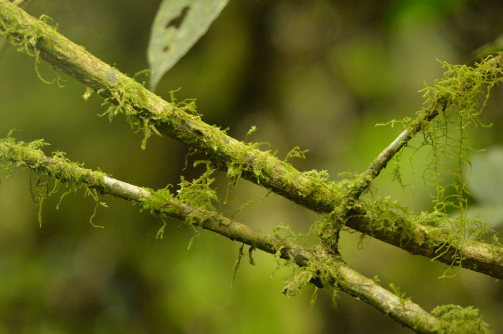 Foto de Alajuela, Costa Rica