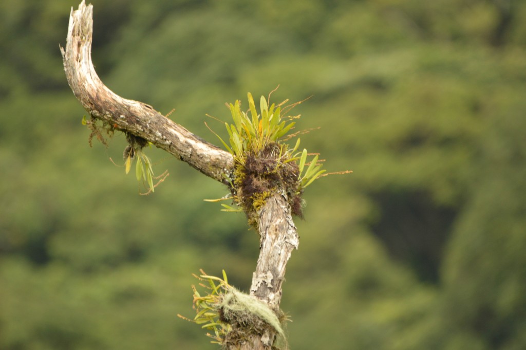 Foto de Alajuela, Costa Rica