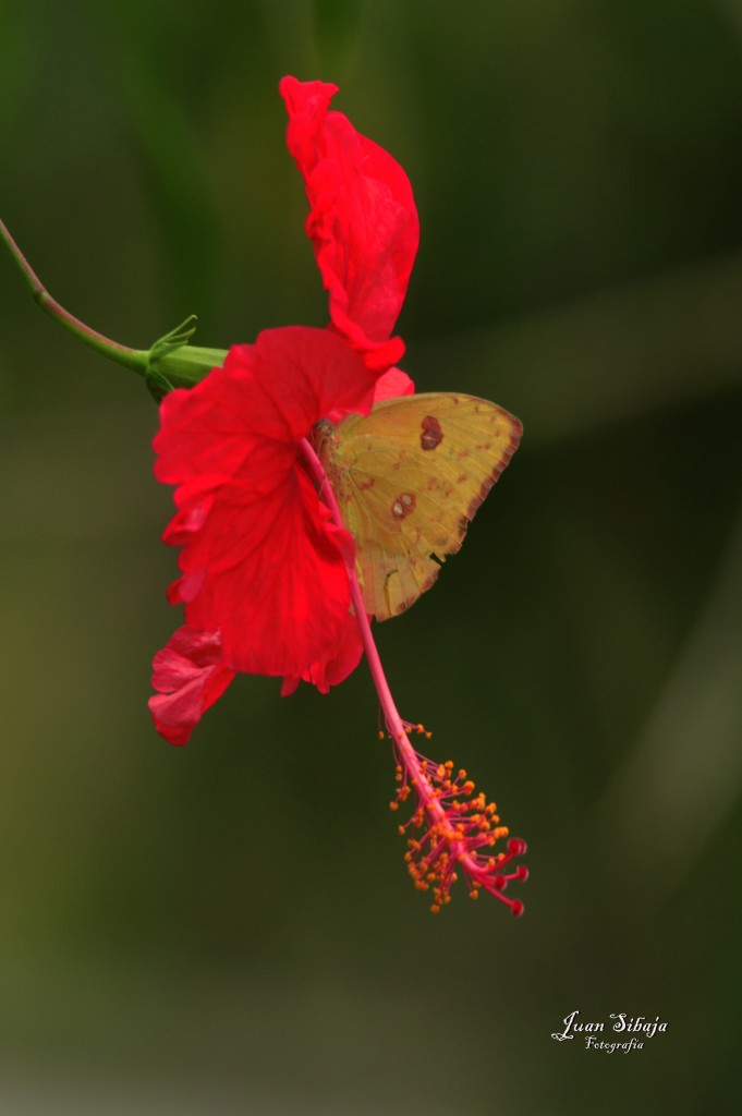 Foto de Alajuela, Costa Rica