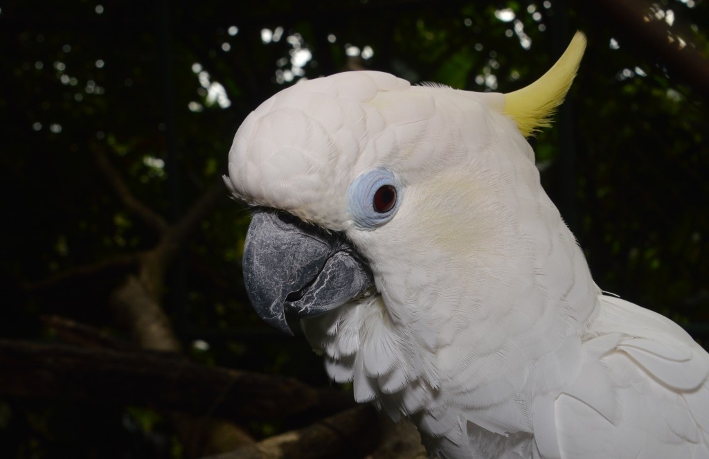 Foto de Alajuela, Costa Rica