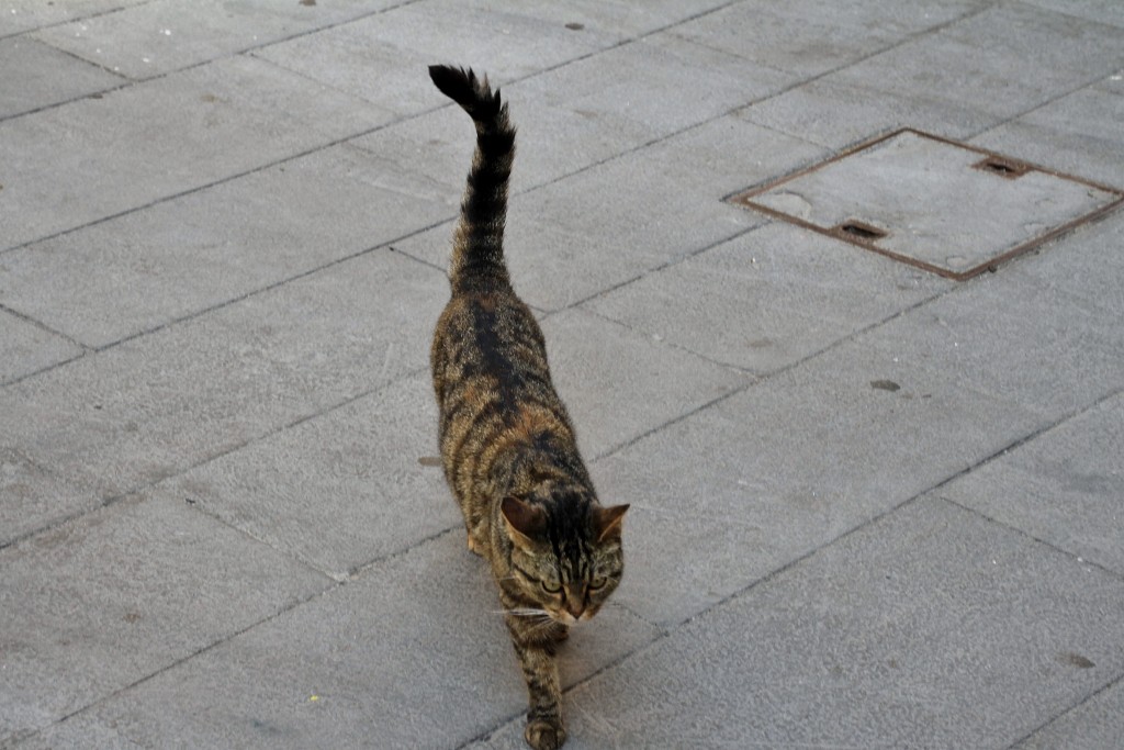 Foto: Gatito - Monterosso al Mare (Liguria), Italia