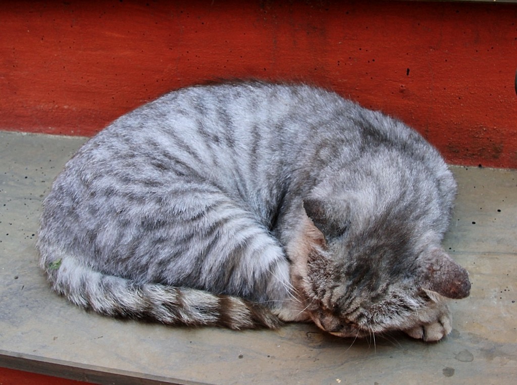 Foto: Gatito - Monterosso al Mare (Liguria), Italia