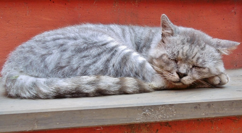 Foto: Gatito - Monterosso al Mare (Liguria), Italia