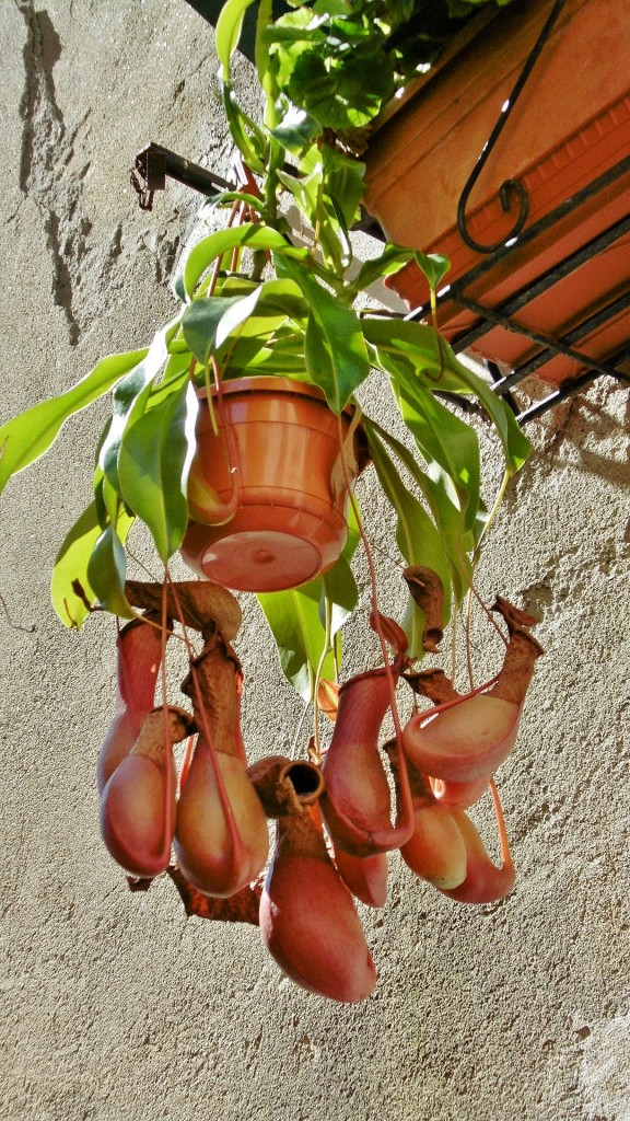 Foto: Planta - Montepulciano (Tuscany), Italia