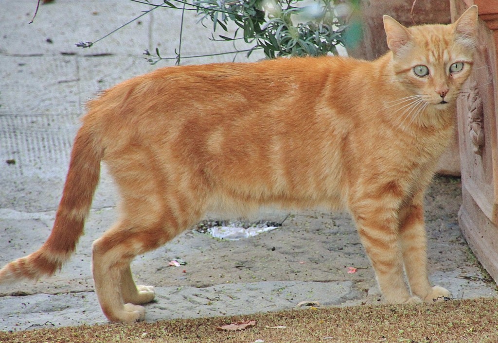 Foto: Gatito - Montepulciano (Tuscany), Italia