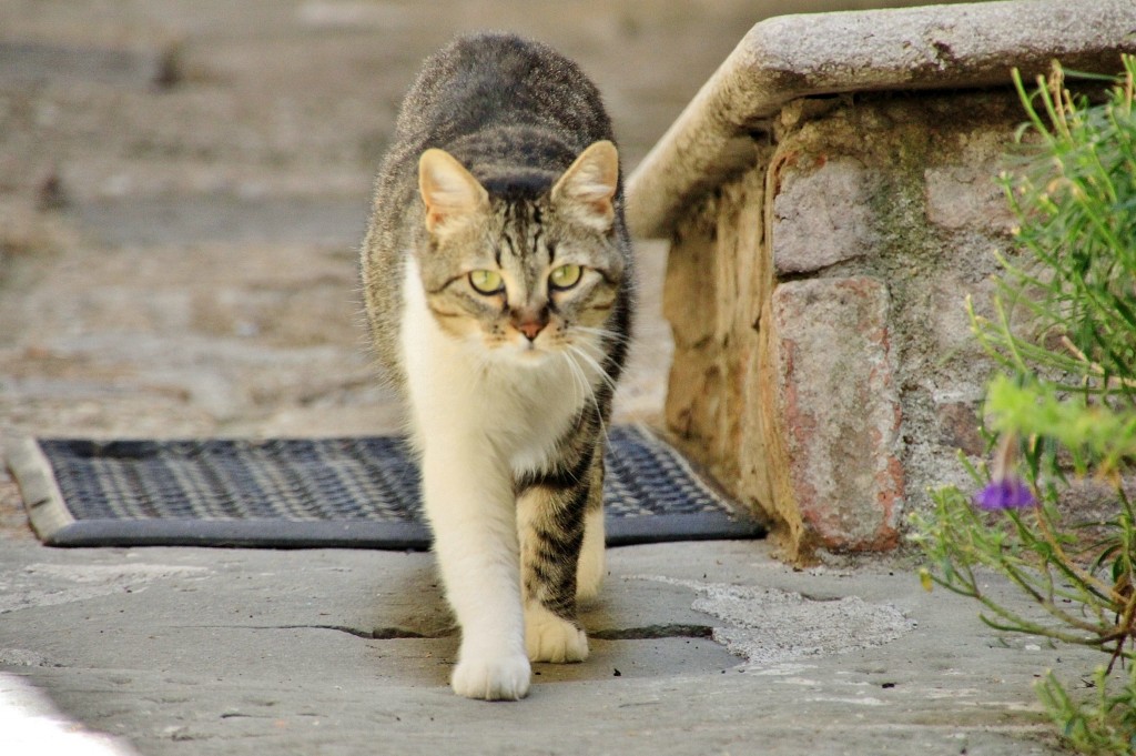 Foto: Gatito - Montepulciano (Tuscany), Italia