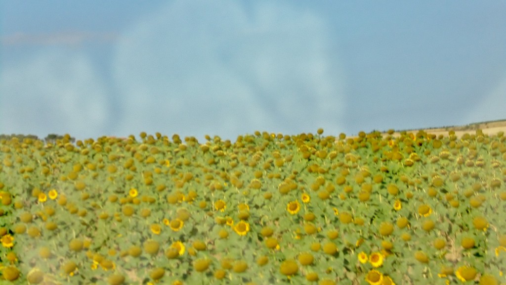 Foto: Paisaje - Montepulciano (Tuscany), Italia