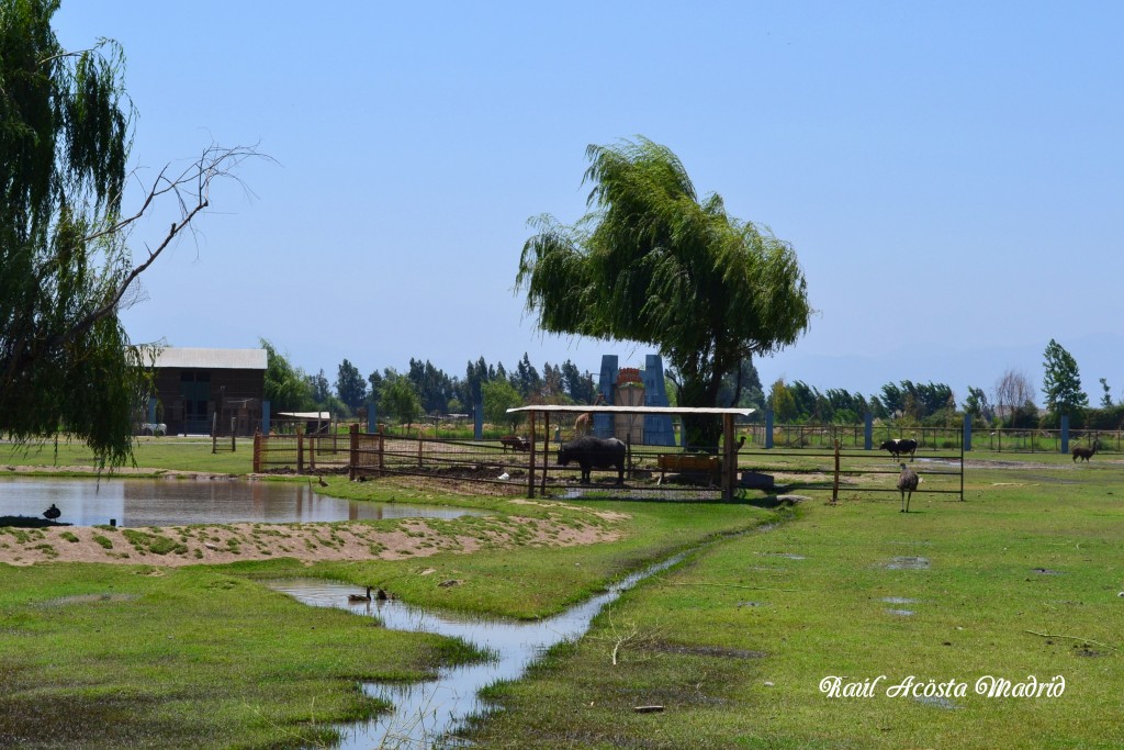 Foto de Rancagua (Libertador General Bernardo OʼHiggins), Chile