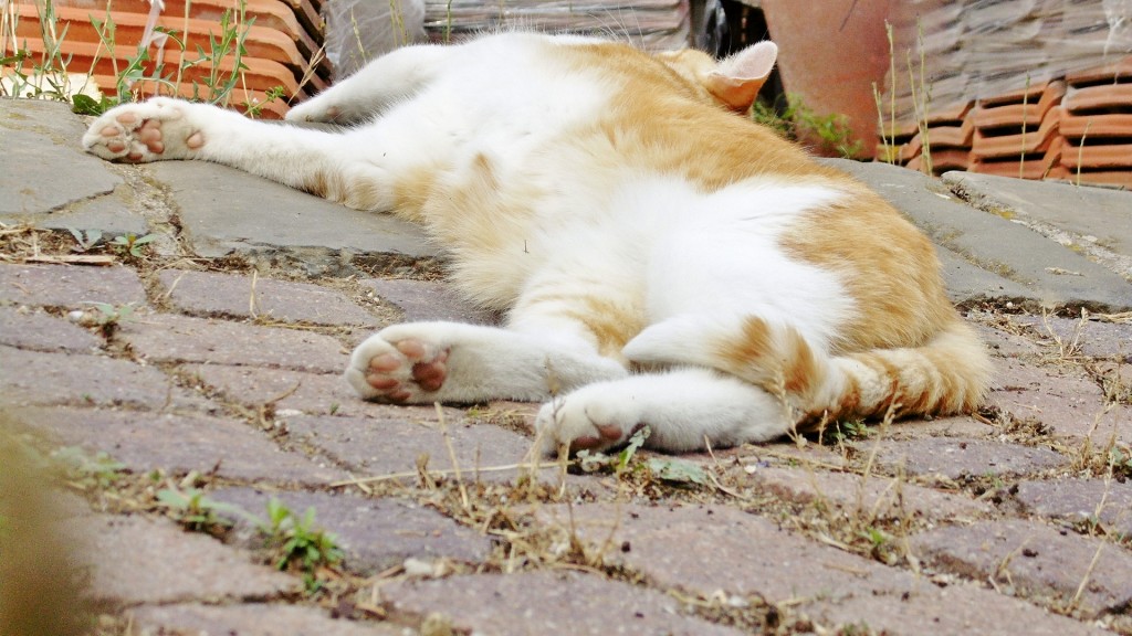 Foto: Gatito - Montalcino (Tuscany), Italia