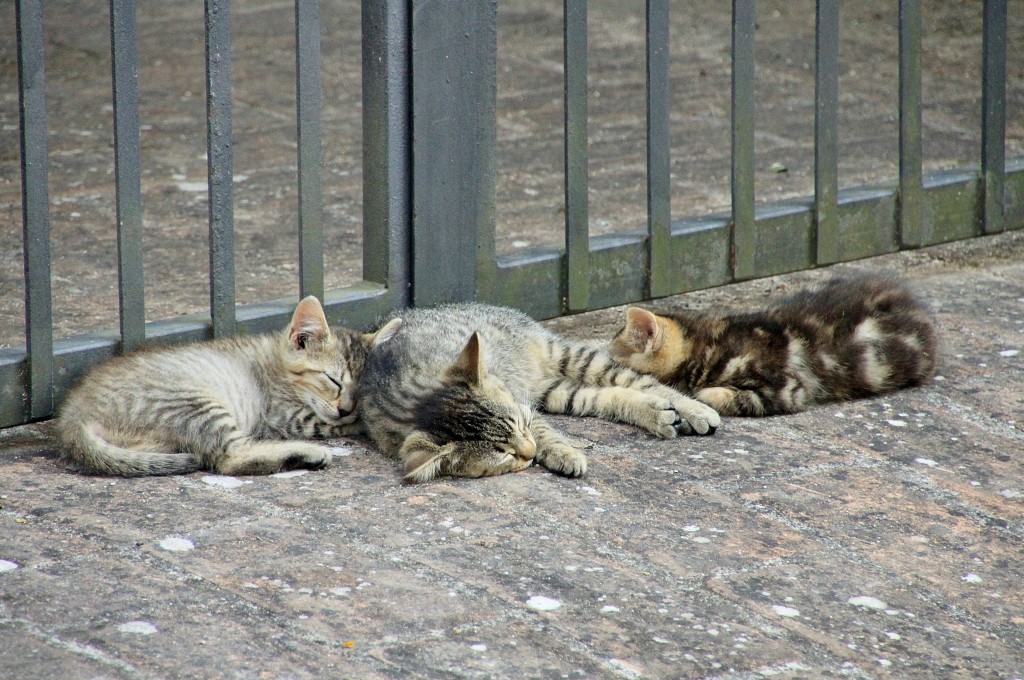 Foto: Gatitos - Murlo (Tuscany), Italia