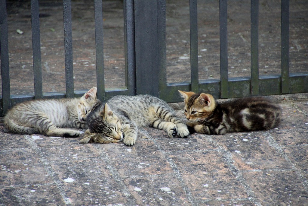 Foto: Gatitos - Murlo (Tuscany), Italia