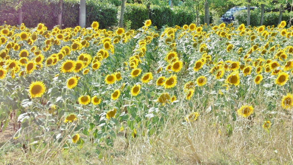 Foto: Paisaje - Murlo (Tuscany), Italia