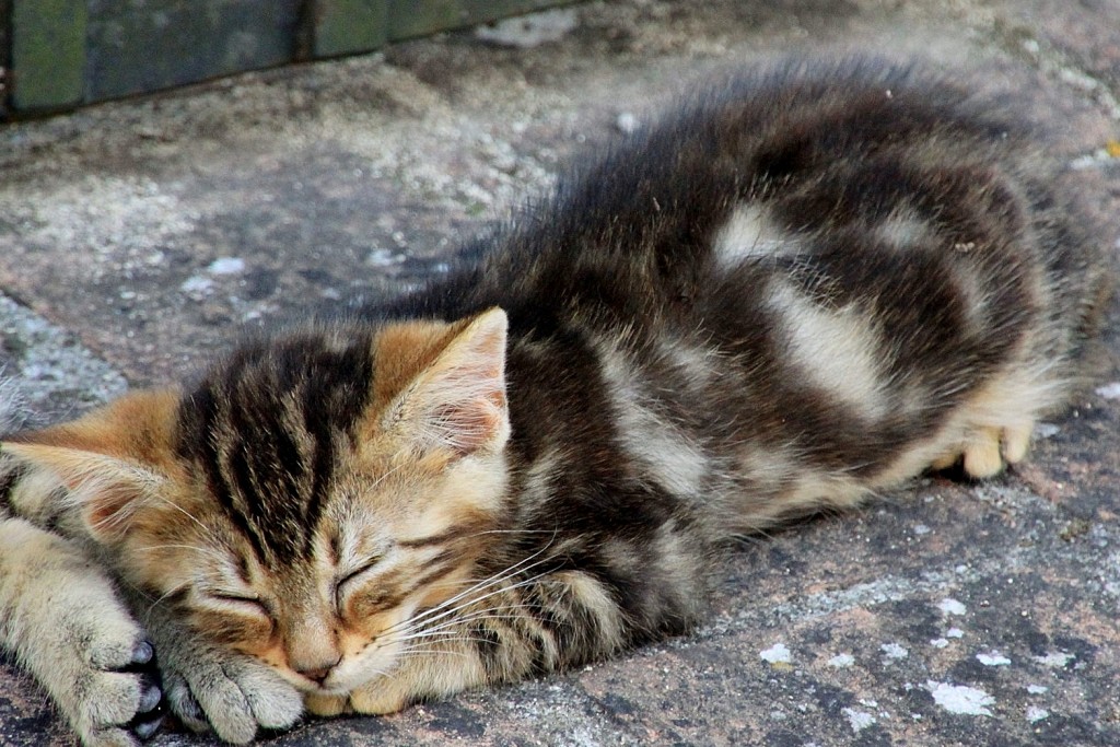 Foto: Gatito - Murlo (Tuscany), Italia