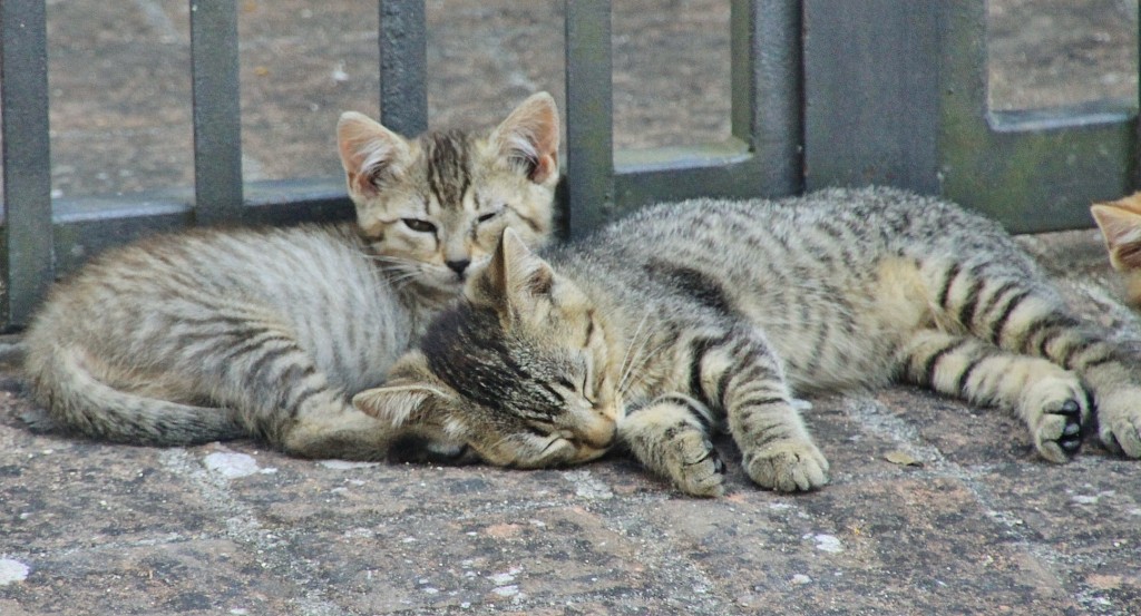 Foto: Gatitos - Murlo (Tuscany), Italia