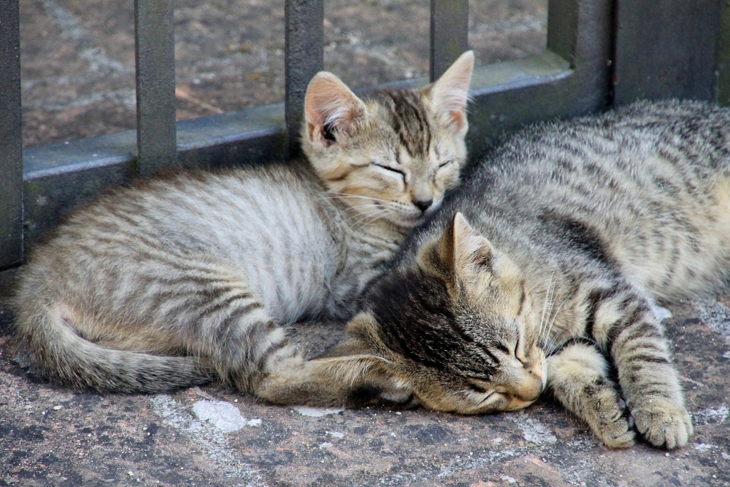 Foto: Gatitos - Murlo (Tuscany), Italia