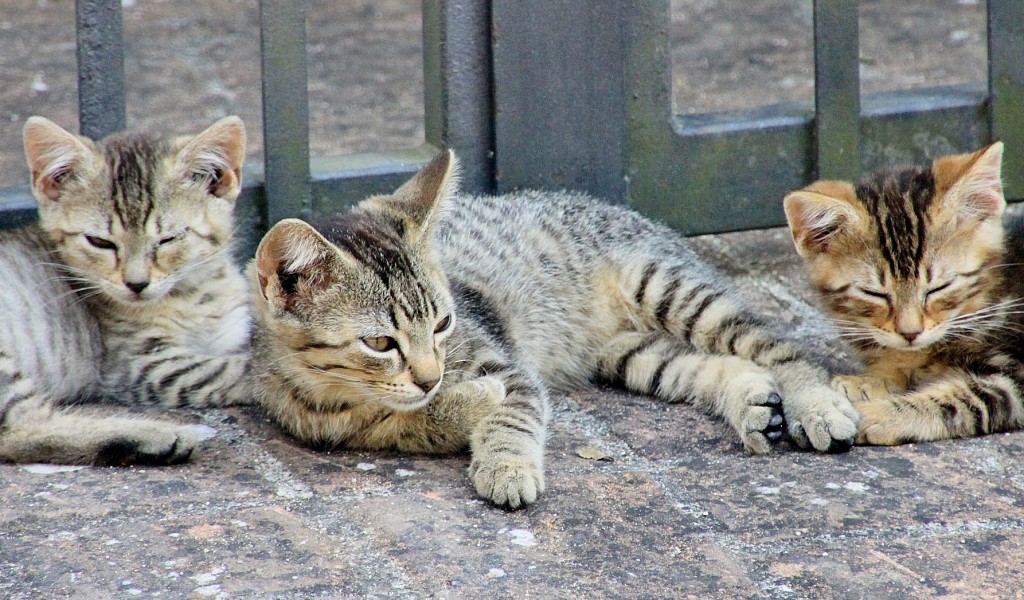 Foto: Gatitos - Murlo (Tuscany), Italia