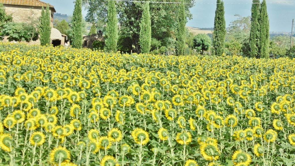 Foto: Paisaje - Murlo (Tuscany), Italia