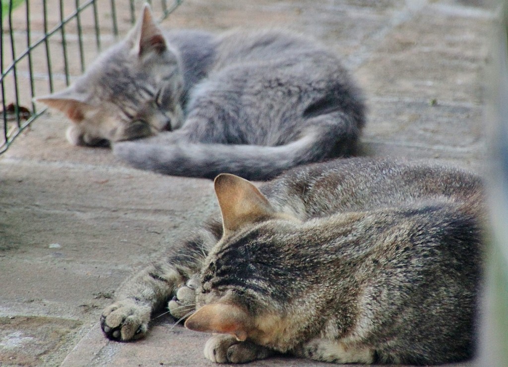 Foto: Gatitos - Murlo (Tuscany), Italia