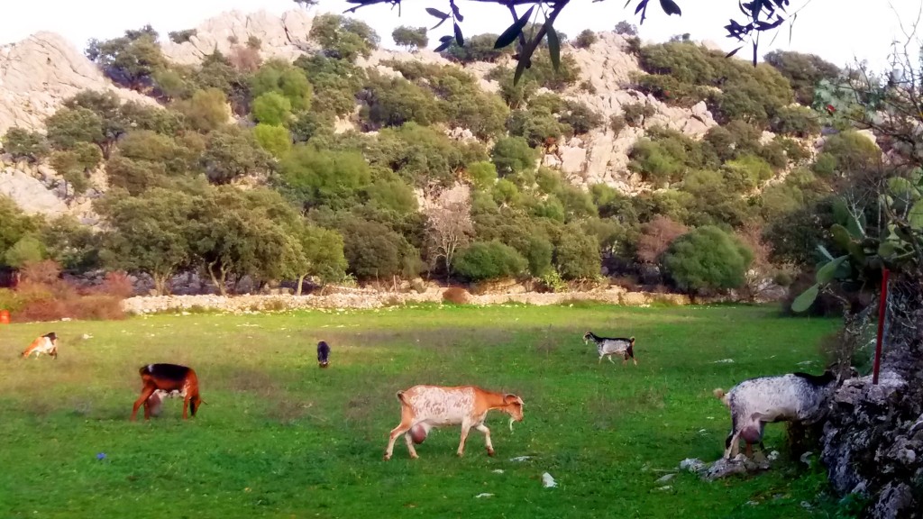 Foto de Villaluenga del Rosario (Cádiz), España