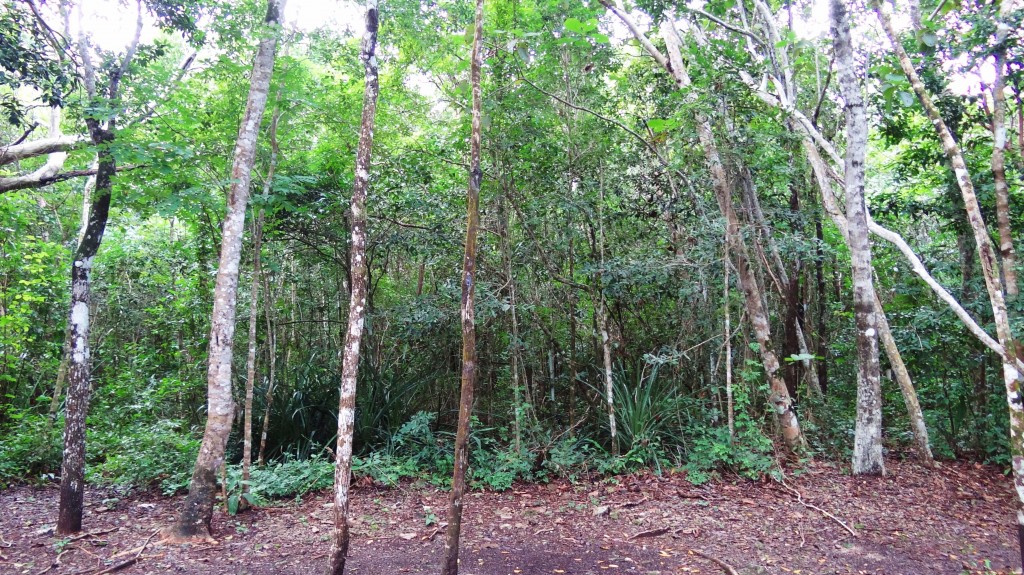 Foto: Zona Arqueológica de Cobá - Cobá (Quintana Roo), México