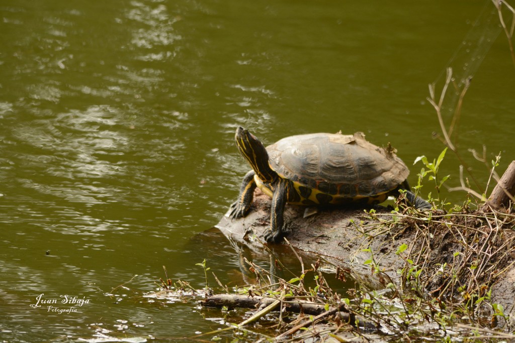 Foto de Alajuela, Costa Rica