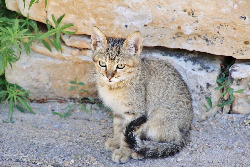 Foto: Gatito - Palazuelos (Guadalajara), España