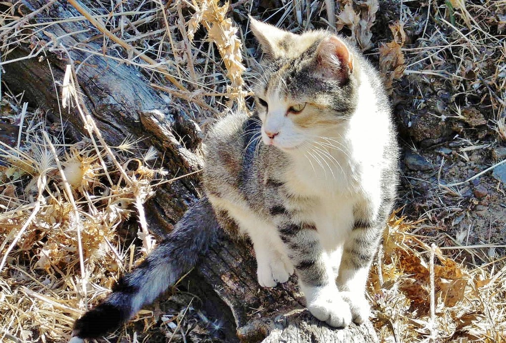 Foto: Gatito - Roblelacasa (Guadalajara), España