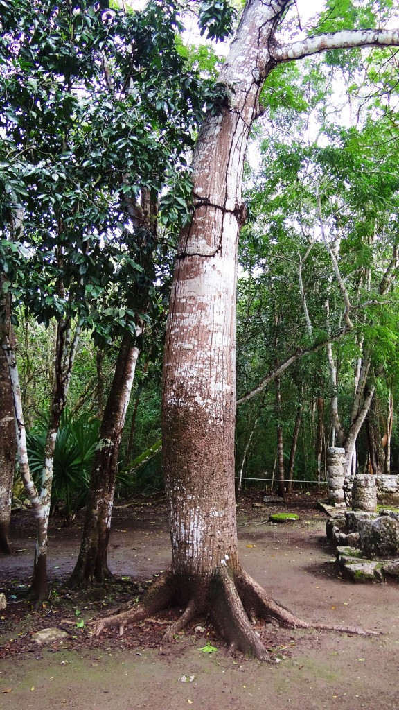 Foto: Zona Arqueológica de Cobá - Cobá (Quintana Roo), México