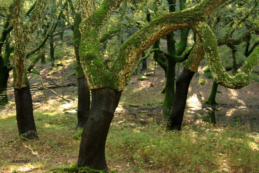 Foto de Cortes de la Frontera (Málaga), España