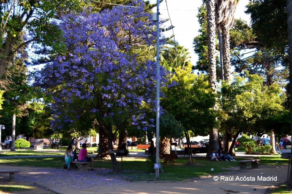 Foto de Santa Cruz (Libertador General Bernardo OʼHiggins), Chile