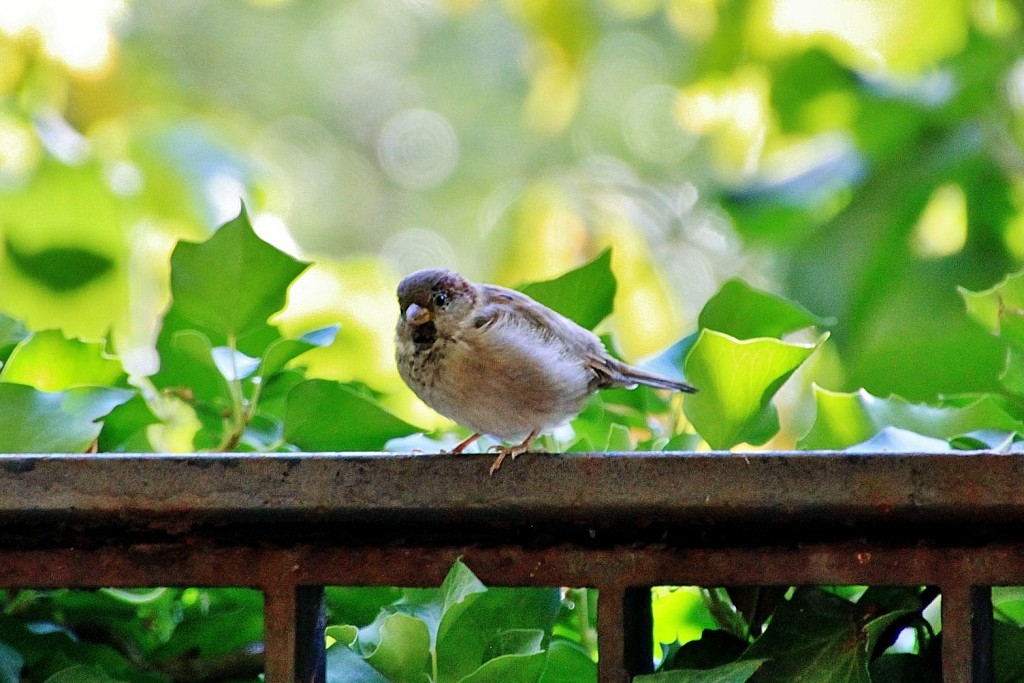 Foto: Pajarito - León (Castilla y León), España