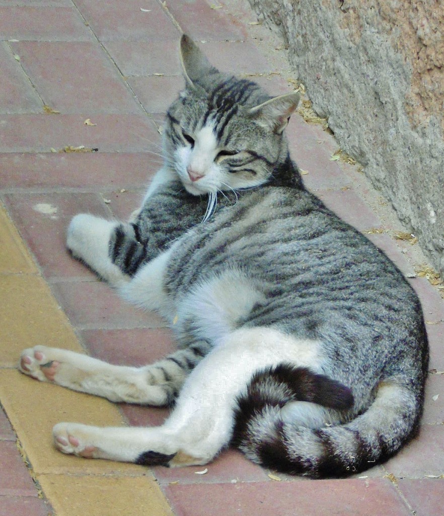 Foto: Gatito - Molina de Aragón (Guadalajara), España