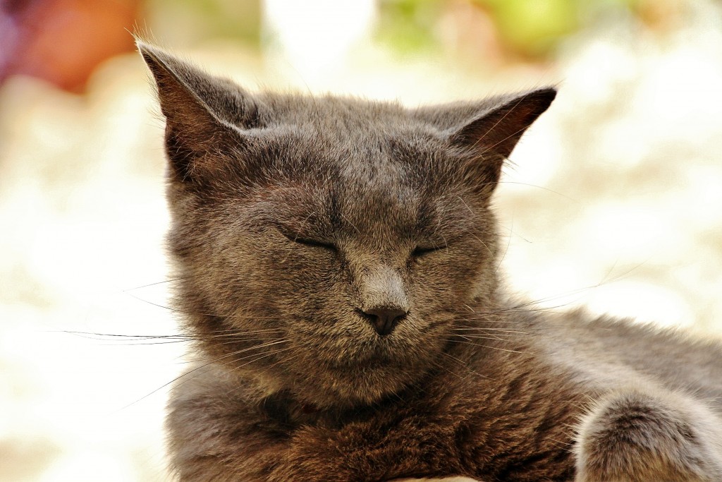 Foto: Gatito - Taggia (Liguria), Italia