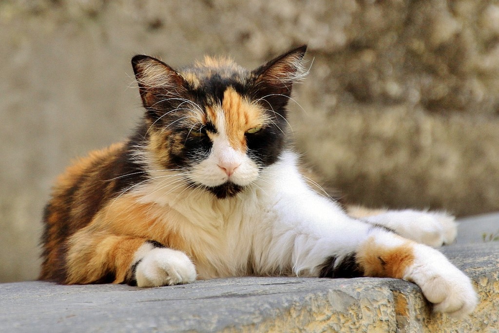 Foto: Gatito - Taggia (Liguria), Italia